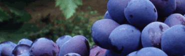 La Rioja